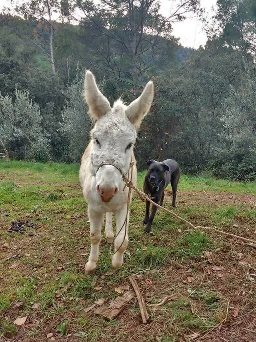 Cottage Eco-Friendly Barcelona Country Side La Garriga Prázdninový dům