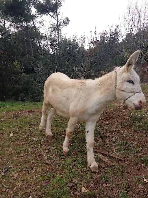 Prázdninový dům Cottage Eco-Friendly Barcelona Country Side La Garriga